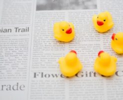 英語の新聞とひよこ