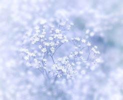 やすらぎの花